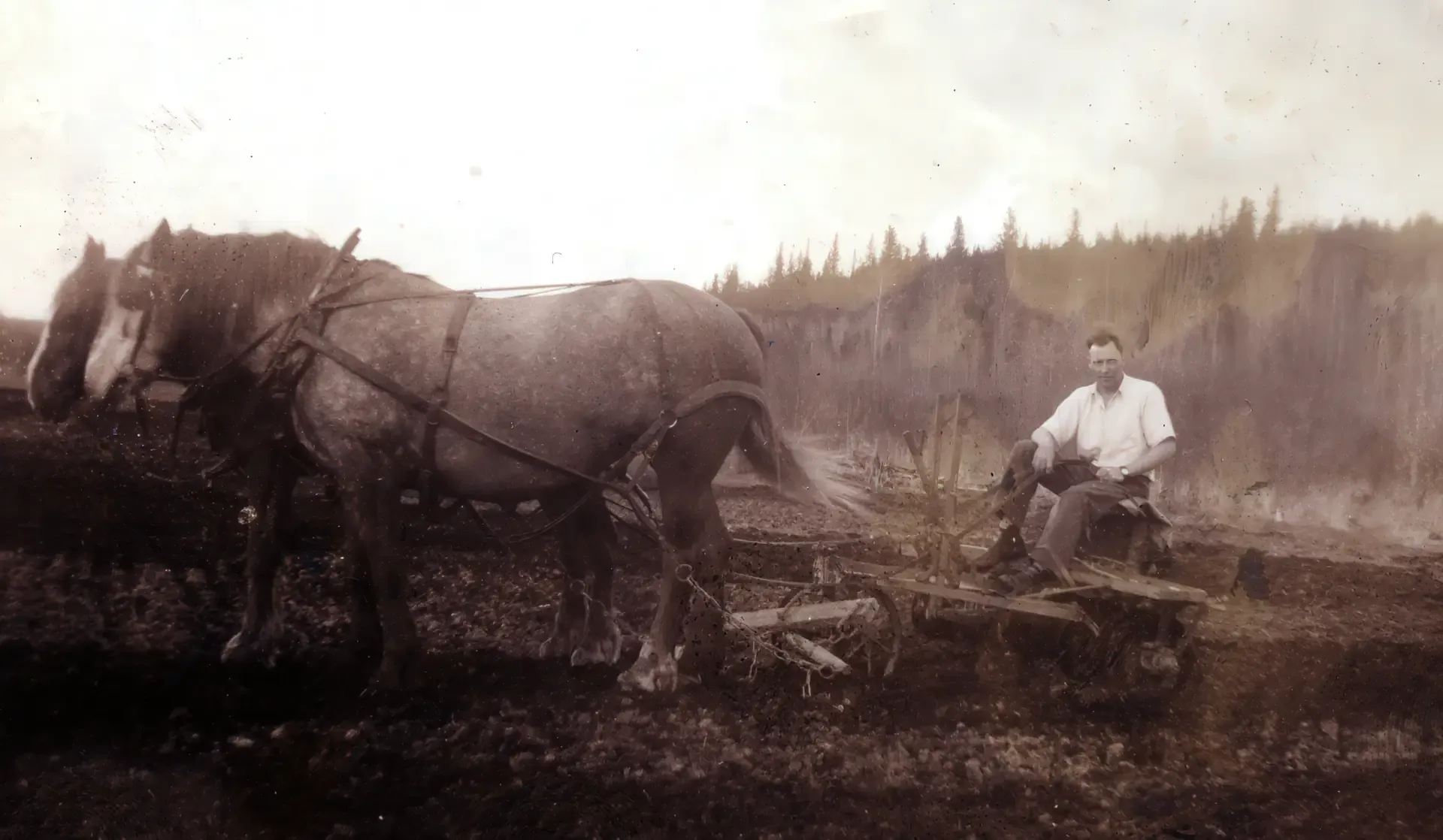 My_great_grandfather_with_his_team_of_horses_ploughing_a_field_in_the_1930s_-060-topaz-low_resolution_v2-1920w1118h.webp