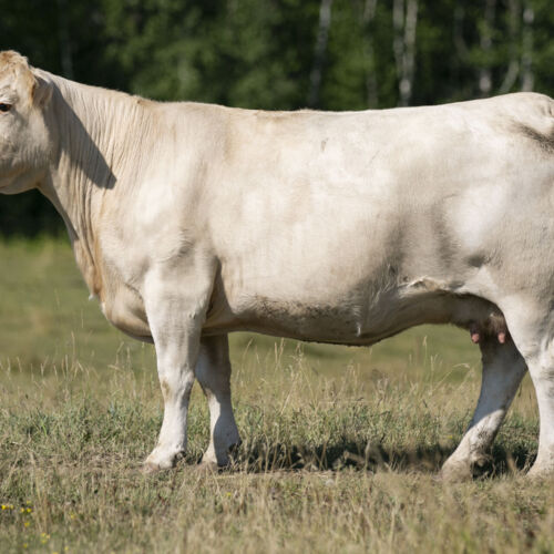 Pinnacle View Livestock