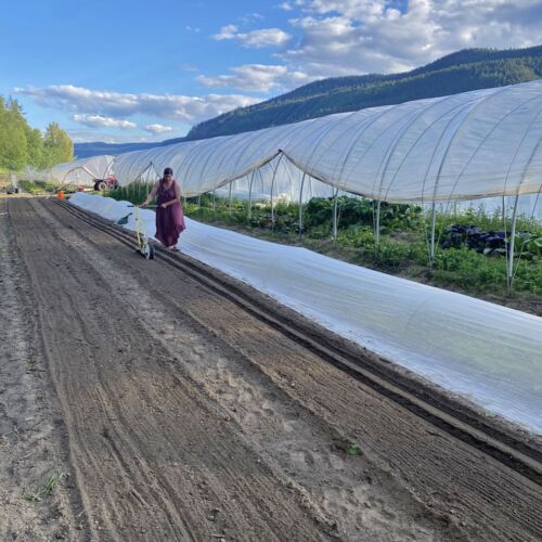 Arcadia Borealis Gardens