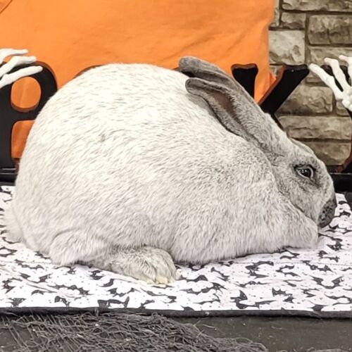 Ravencroft Rabbitry and Urban Homestead