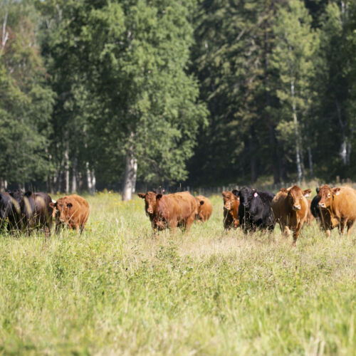 Pinnacle View Livestock